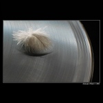 Pieseň pre Doru II.