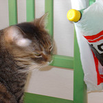 Trudy a lev z Delvity