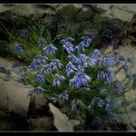 Vyrůstá ze skály...