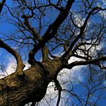 Mé oblíbené dubisko