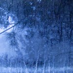 V hlubinách mého<br>LESA