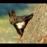 -- DREVOKOCUREK 2 --