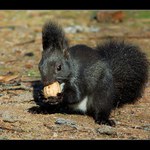 -- DREVOKOCUREK 3 --