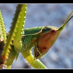 ... jedno řecké makro ...