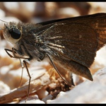 ... motýlek řecký ...