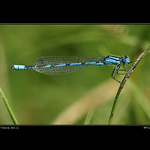 Šidélko páskované