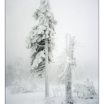 Silvestrovské mlžení