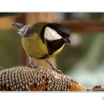 Sýkorka krmítková