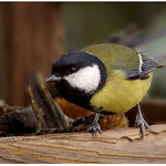 Sýkorka krmítková