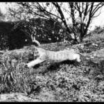 Zahrada jedné kočky 2...