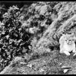 Zahrada jedné kočky 3 (Ferda Strikes Back) ...