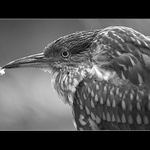 <strong>.: Podle nosa poznáš...? :.</strong>