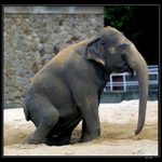 elefant