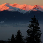 Roháčofka zapadová