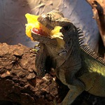 ...zloděj pomerančů...