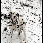 ... pes pro boj ve sněhu