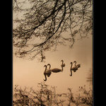 poezie jednoho odpoledne