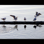 <b> river dancers </b>
