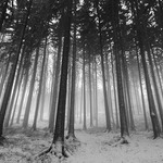 ....... SVĚTLO V LESE .......