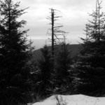 vánoční stom trošku jinak