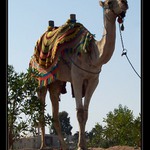 Tentokrát ti zapózuji...