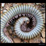 <b>Obuvníkův sen</b><br>