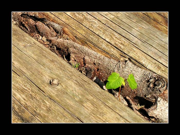 Staré umírá aby nové mohlo žít