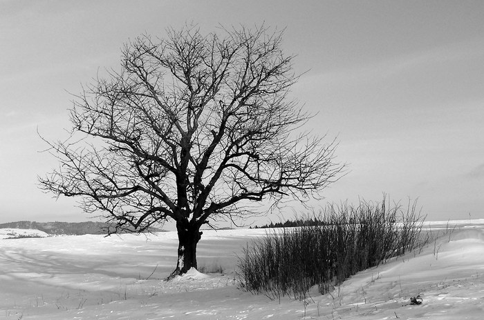 Samotář