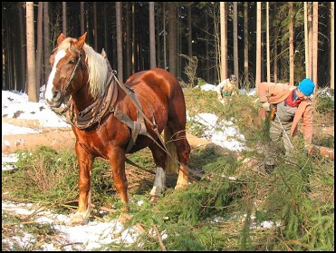 Práce koně v lese.