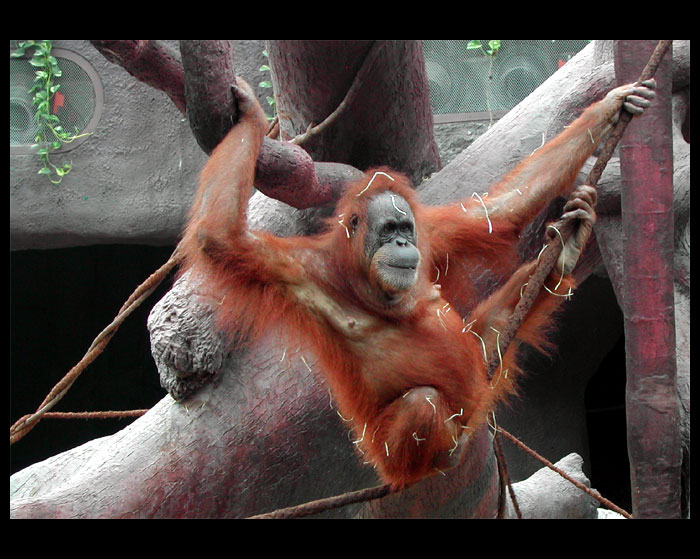 Orangutan visící a spokojený