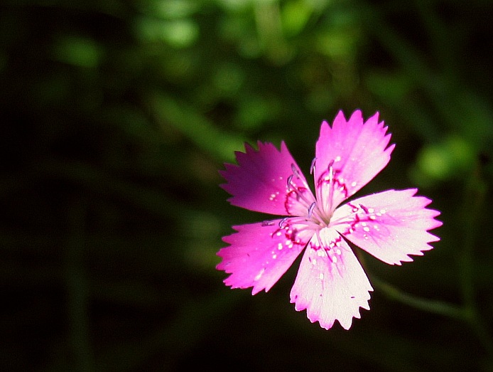 Dianthus deltoides