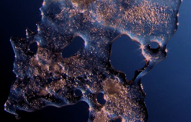 Callporela chornicus