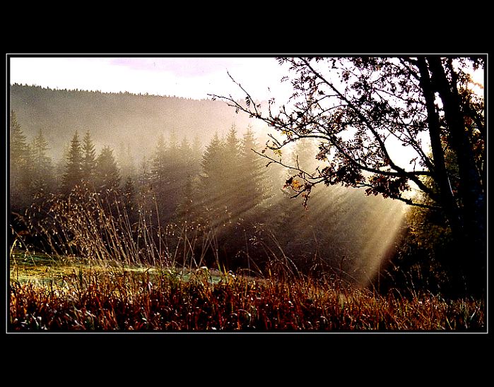 Ráno na Šumavě