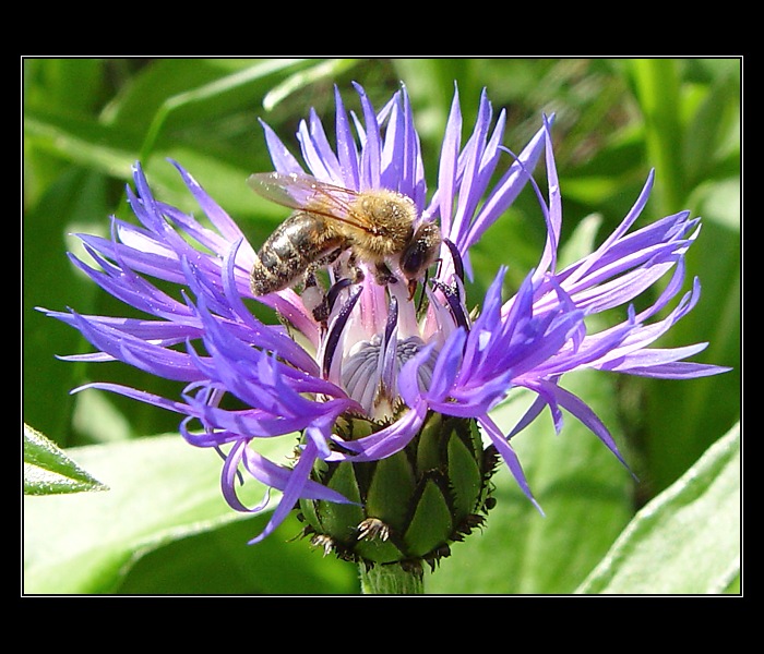 V zápalu práce ...