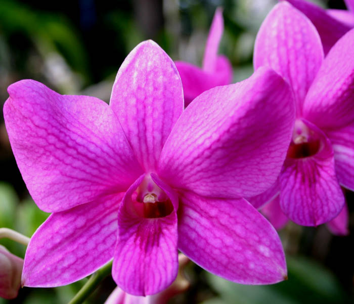 Orchidaceae