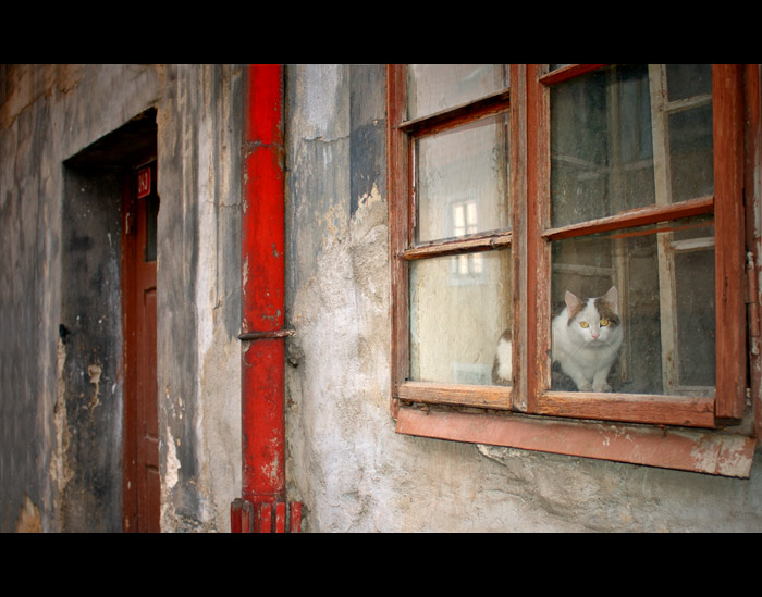 .....Cat......