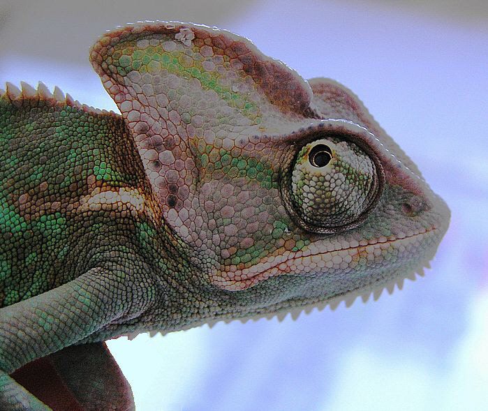 Chameleon jemenský