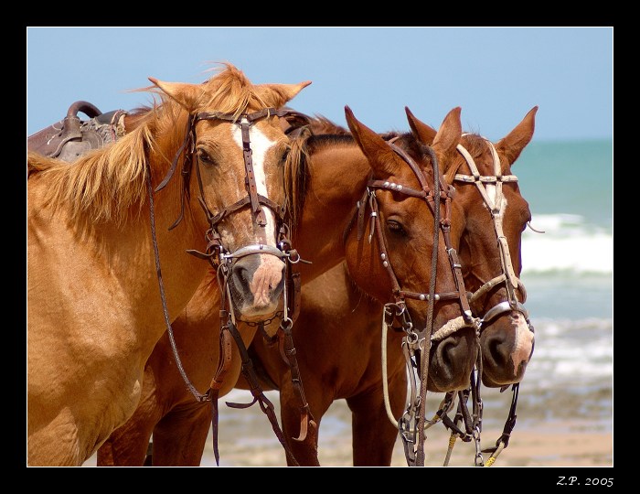 Brazílie 2005 - El Koňos