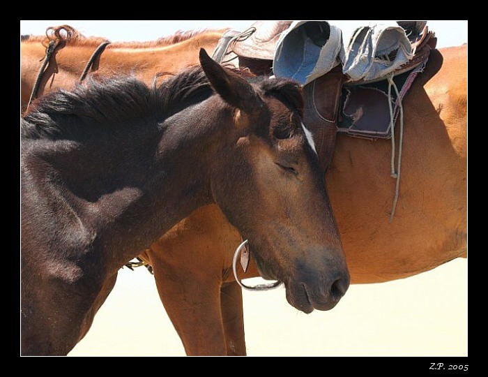 Brazílie 2005 - Alespoň trochu stínu!