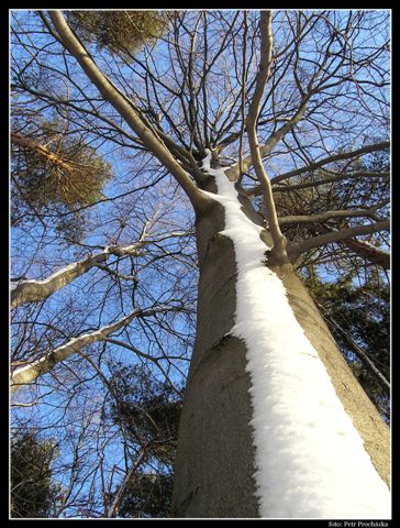 bílá cesta do koruny...