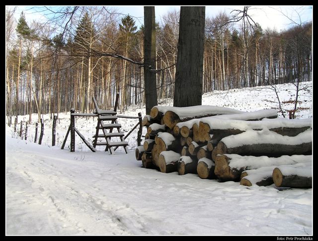 cesta lesem