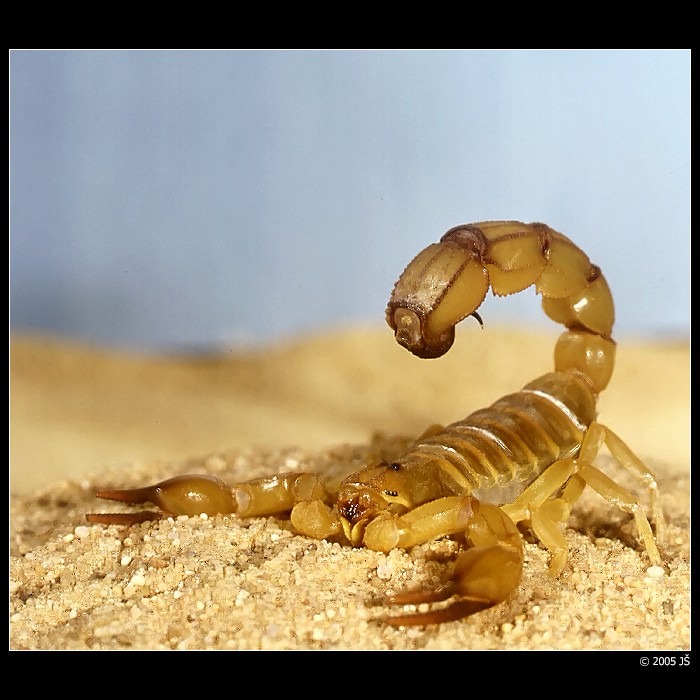 Androctonus australis