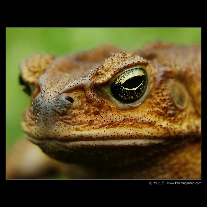 Žabka alebo zakliata princezná?