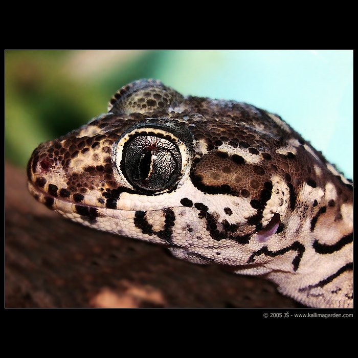 Gekón z Madagaskaru