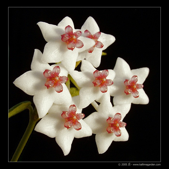 Hoya
