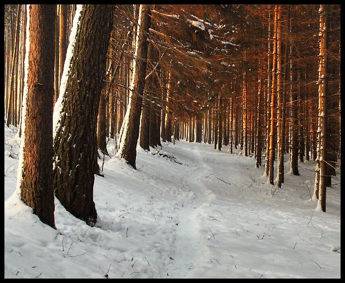 lesní pěšina