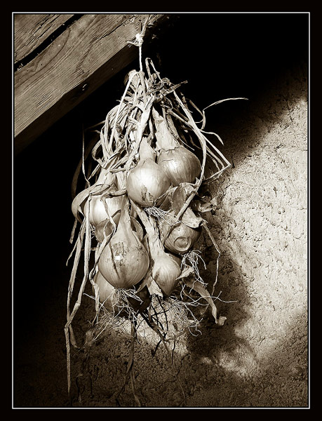 cibule