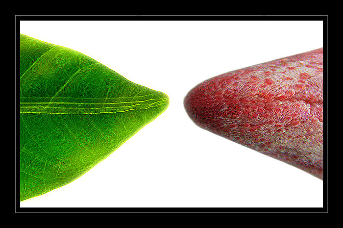 vegetable & meat