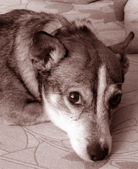 Flíček