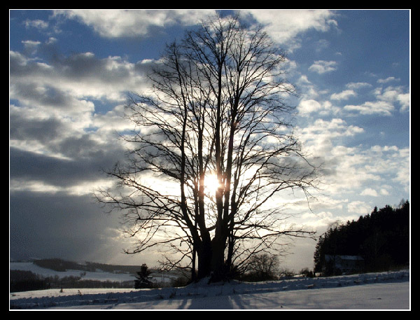 Strom slunce